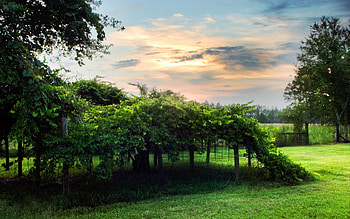 Plants, Landscape HD wallpaper