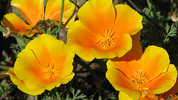 POPPIES, PETALS, LEAVES, COLORS, STEMS HD wallpaper