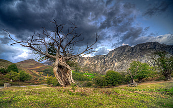 Nature, Grass, Stones, Sky, Mountains, Wood, Tree, Field, r HD wallpaper