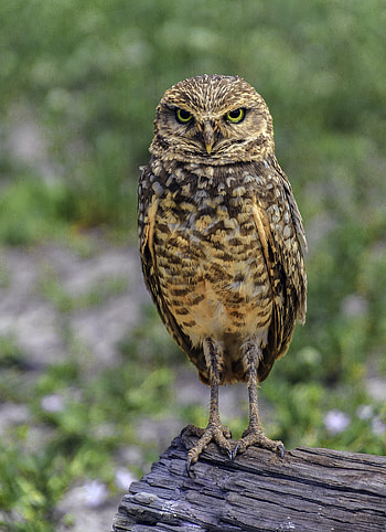 Animals, Owl, Bird, Sight, Opinion, Posing HD phone wallpaper