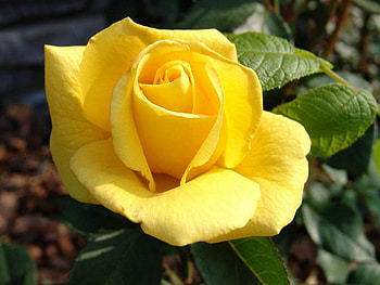 Rose, nature, flower HD wallpaper