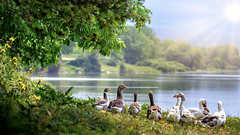 Wild geese at the lake, Captivating , Stunning , Nature's tranquility HD wallpaper