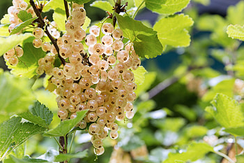 White currant delight, Fresh from the garden, Perfect for desserts, Scattered goodness HD wallpaper