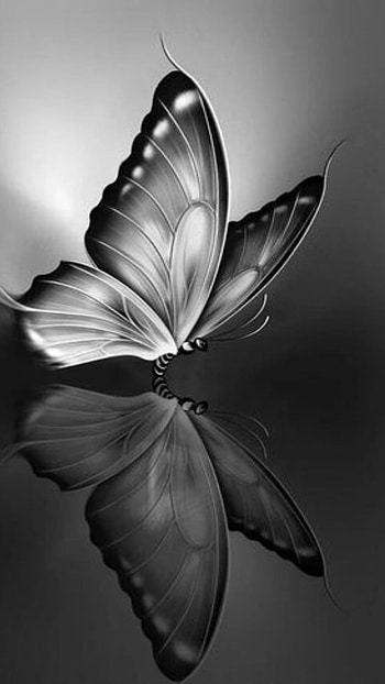 Black Butterfly, Adorable HD phone wallpaper