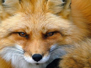 Fierce Look of the Red Fox, savage, red, fierce, wild, fox, predator HD wallpaper