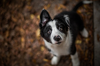 Puppy, animal, dog, white, black, border collie, cute, funny HD wallpaper