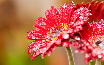 Gerbera Daisy, Pink gerbera daisy, , Pink daisy HD wallpaper
