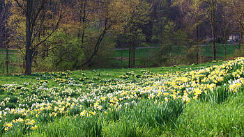 Spring, Nature, Flowers, Grass HD wallpaper