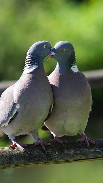 Bird, Pigeon Bird HD phone wallpaper