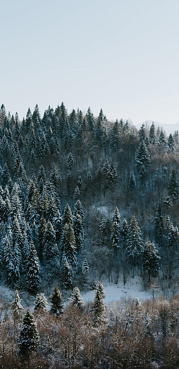 Pine trees winter, Nature forest , Snowy beauty, Serene atmosphere HD phone wallpaper