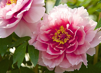 Pink Flowers, pink, nature, flowers, petals HD wallpaper