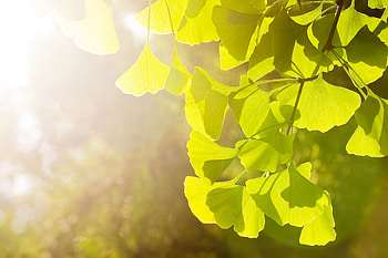 Ginkgo Biloba, Poliklinik Zwnitz, Medical practice, Natural wellness HD wallpaper