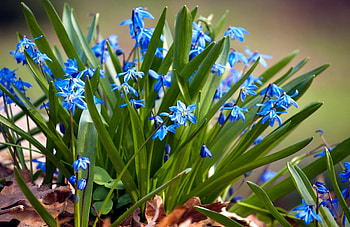 Flowers, Greens, Foliage, Small, Sunny HD wallpaper