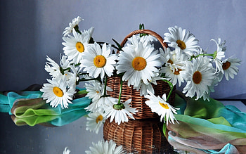 Plants, Flowers, Camomile, Bouquets HD wallpaper