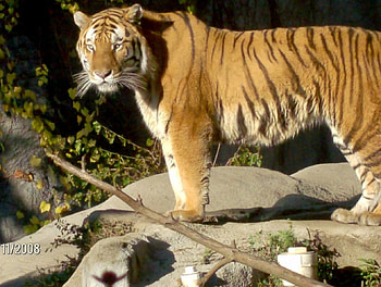 Tiger, majestic, king HD wallpaper