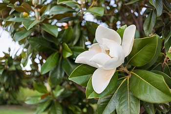 Underneath magnolia, Planting tips, Southern gardens, P. Allen Smith HD wallpaper