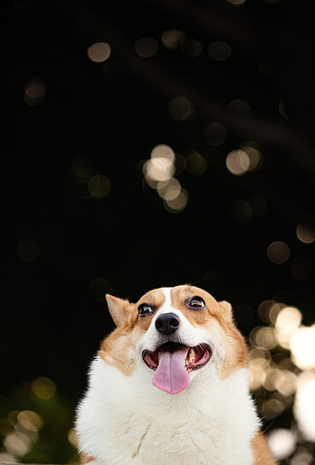 Funny, Animals, Dog, Pet, Protruding Tongue, Tongue Stuck Out, Corgi HD phone wallpaper