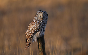 Owl, animal, nature, bird HD wallpaper