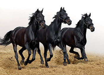 Animals, Horses, Movement, Traffic, Three, Stallions HD wallpaper
