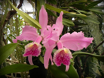 TWO OF A KIND, gardens, wildflowers, pink, ladies slipper, tropical, flowers, blooms, orchids HD wallpaper