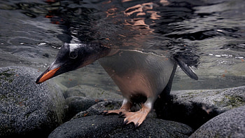 Animals, Water, Stones, Head, Paws, Penguin HD wallpaper