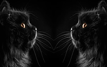Face to face, animal, halloween, black, cat, beauty HD wallpaper