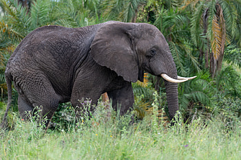 Animals, Grass, Animal, Elephant, Tusks HD wallpaper