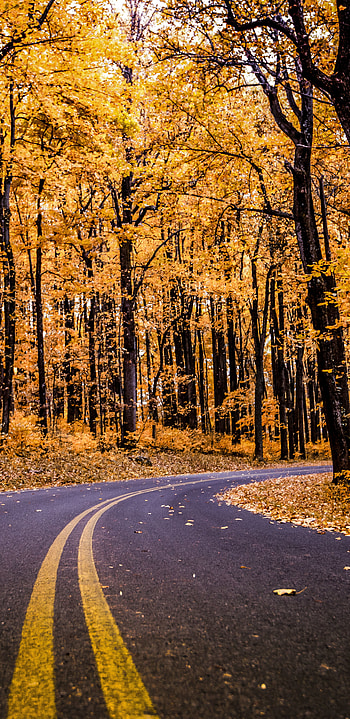 fall, forest, man made, road HD phone wallpaper