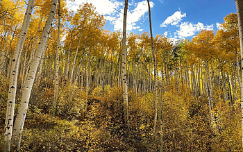 Golden Aspen grove - Snowmass, Colorado, fall, leaves, clouds, trees, colors, sky, usa HD wallpaper