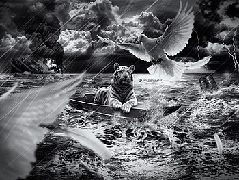 tiger, mar, animals, tigrewhite HD wallpaper