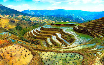 Rice fields, Cultural heritage, Agricultural beauty, Farming tradition HD wallpaper