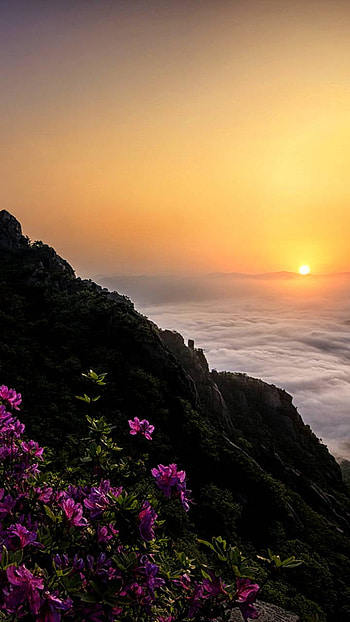 Flowers on the Coast, coastline, flower, earth, nature, sunset HD phone wallpaper