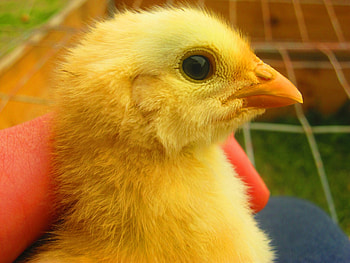 Chicken, eye, small, lovely, nice HD wallpaper