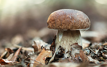 Mushroom , Stunning background, Fungal beauty, Nature's artwork HD wallpaper