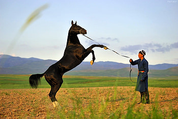 Horse on Back Legs, horse, beautiful, on back legs HD wallpaper