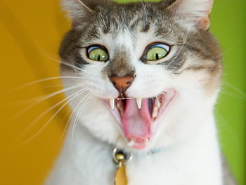 Animals, Cat, Grin, Muzzle, Wool HD wallpaper