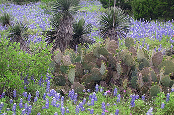 Cactus and yucca in Texas Hill Country, Cofran's portal, Nature's diversity, Desert flora HD wallpaper