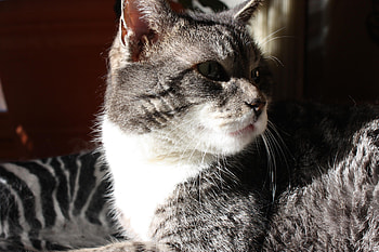 Cat, animal, kitten, feline HD wallpaper