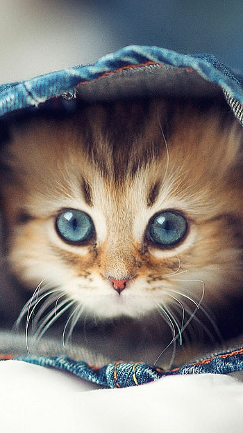 Cutest cat backgrounds, Adorable cat , Lovely feline poses, Playful cat snapshots HD phone wallpaper