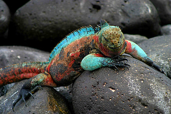 Galapagos Islands HD wallpaper