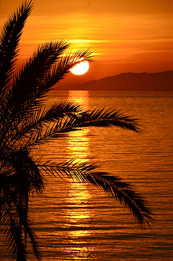 Nature, Water, Sunset, Sea, Twilight, Reflection, Palm, Dusk HD phone wallpaper