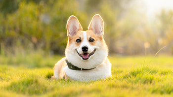 Pembroke Welsh Corgi, Dogs HD wallpaper