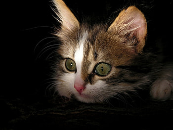 Ize Hidin, kitten, eyes, cute, cat, beautiful, nose HD wallpaper