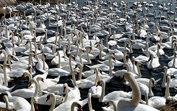Animals, Birds, Swans, Flock, Lots Of, Multitude HD wallpaper