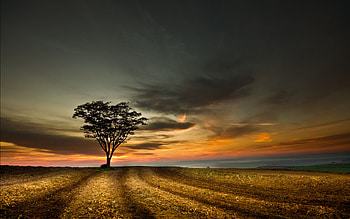Sunset, field, alone, sky, nature, tree HD wallpaper