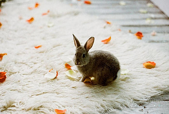 Bunny, sweet, cute, rabbit HD wallpaper
