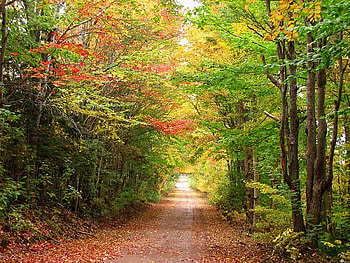 Beauty, trees, autumn, colors, road HD wallpaper