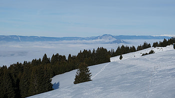 Green spruce trees, Snowy field, Mountain fog, Winter beauty HD wallpaper