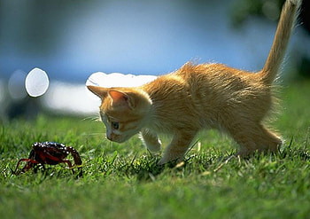 And who are you?, kitten, animals, spider, cat, nature HD wallpaper