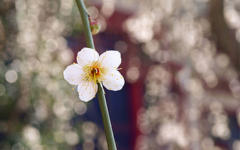 Flower, Macro, Petals, Bud, Branch HD wallpaper